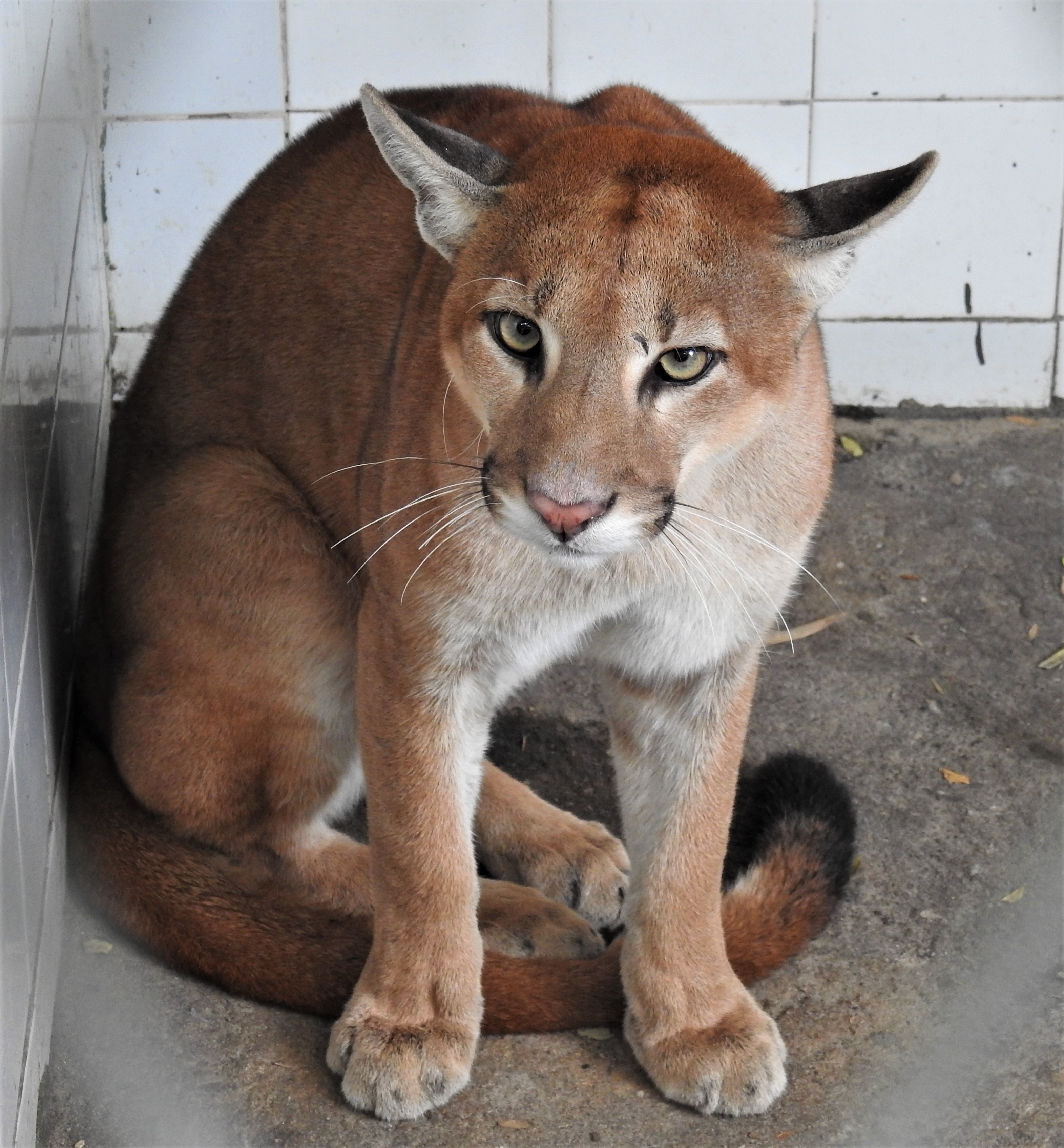 Fóruns Territoriais de Fortaleza - Fórun Territorial Parque Dois Irmãos, Passaré, Boa Vista e Dias Macedo - Equipe do Zoológico Municipal Sargento Prata coordena avaliação de onça parda