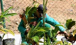 Fóruns Territoriais de Fortaleza - Fórun Territorial Barra do Ceará - UrbFor realiza plantio de 120 mudas de árvores na Barra do Ceará