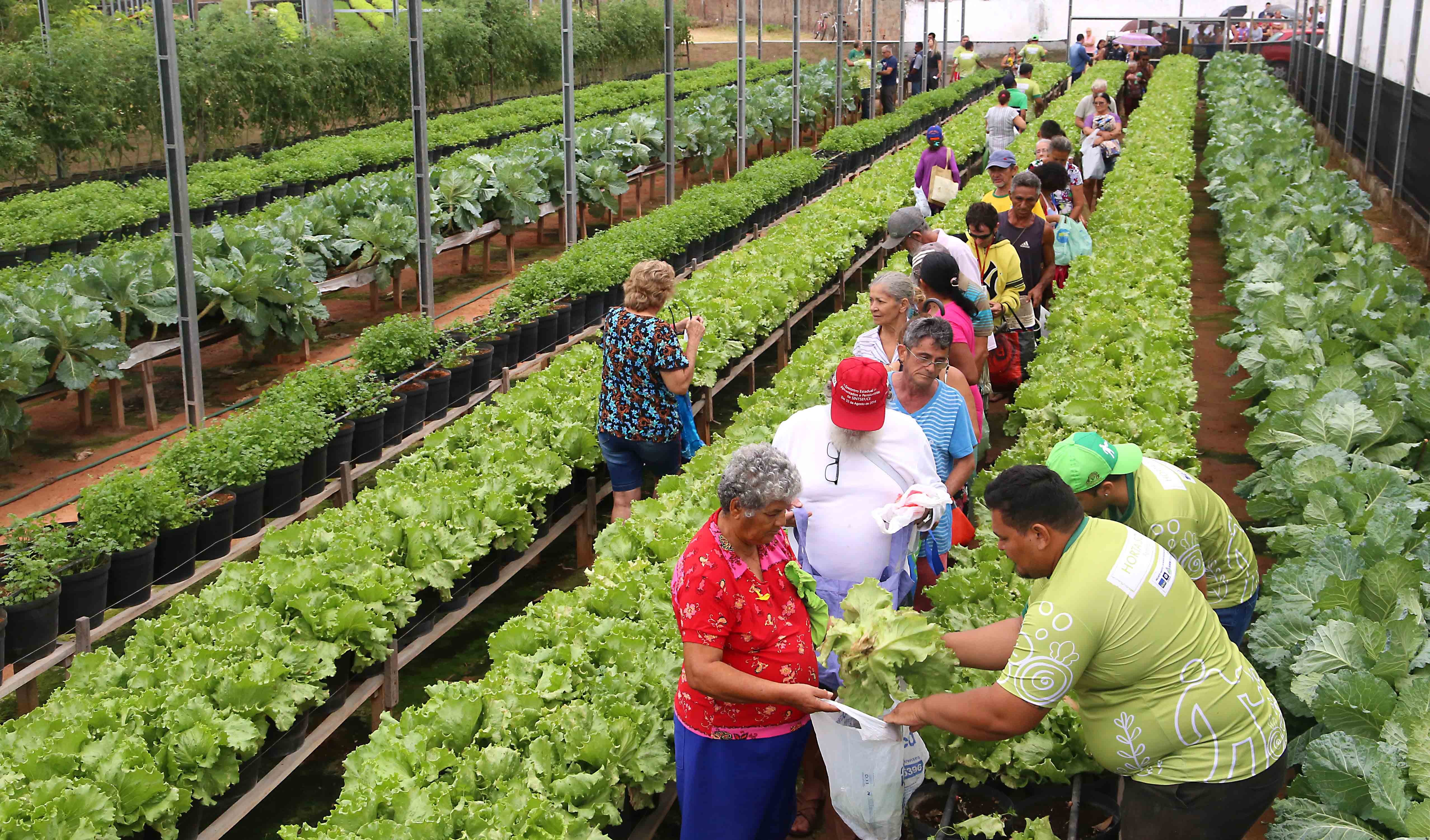 Fóruns Territoriais de Fortaleza - Fórun Territorial Conjunto Ceará I, Conjunto Ceará II e Genibau - Hortas Sociais da Prefeitura de Fortaleza beneficiam mais de 3 mil idosos e incentivam agricultura urbana