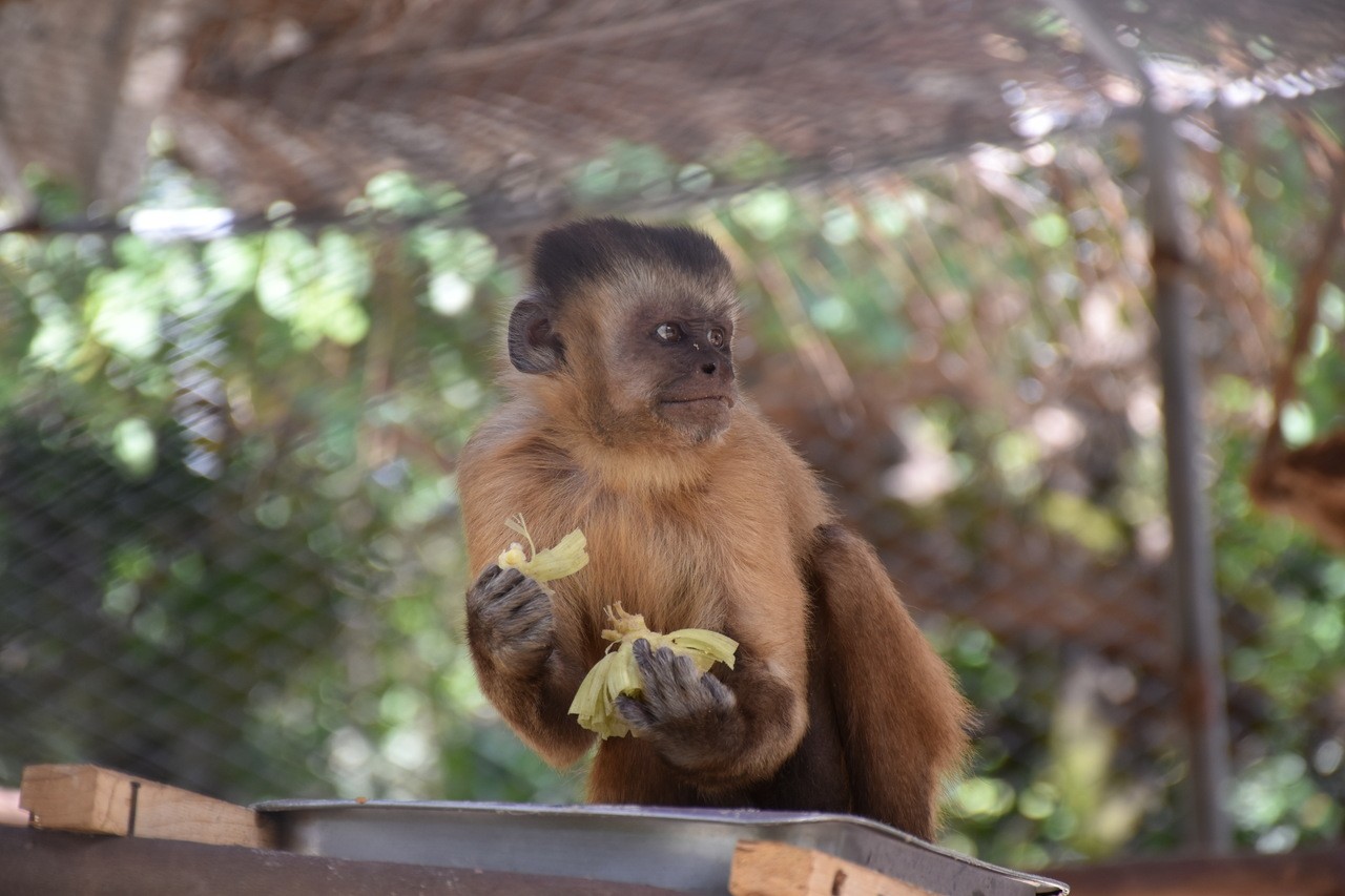 Fóruns Territoriais de Fortaleza - Fórun Territorial Parque Dois Irmãos, Passaré, Boa Vista e Dias Macedo - Zoológico Municipal Sargento Prata recebe mais de 70 animais em 2019