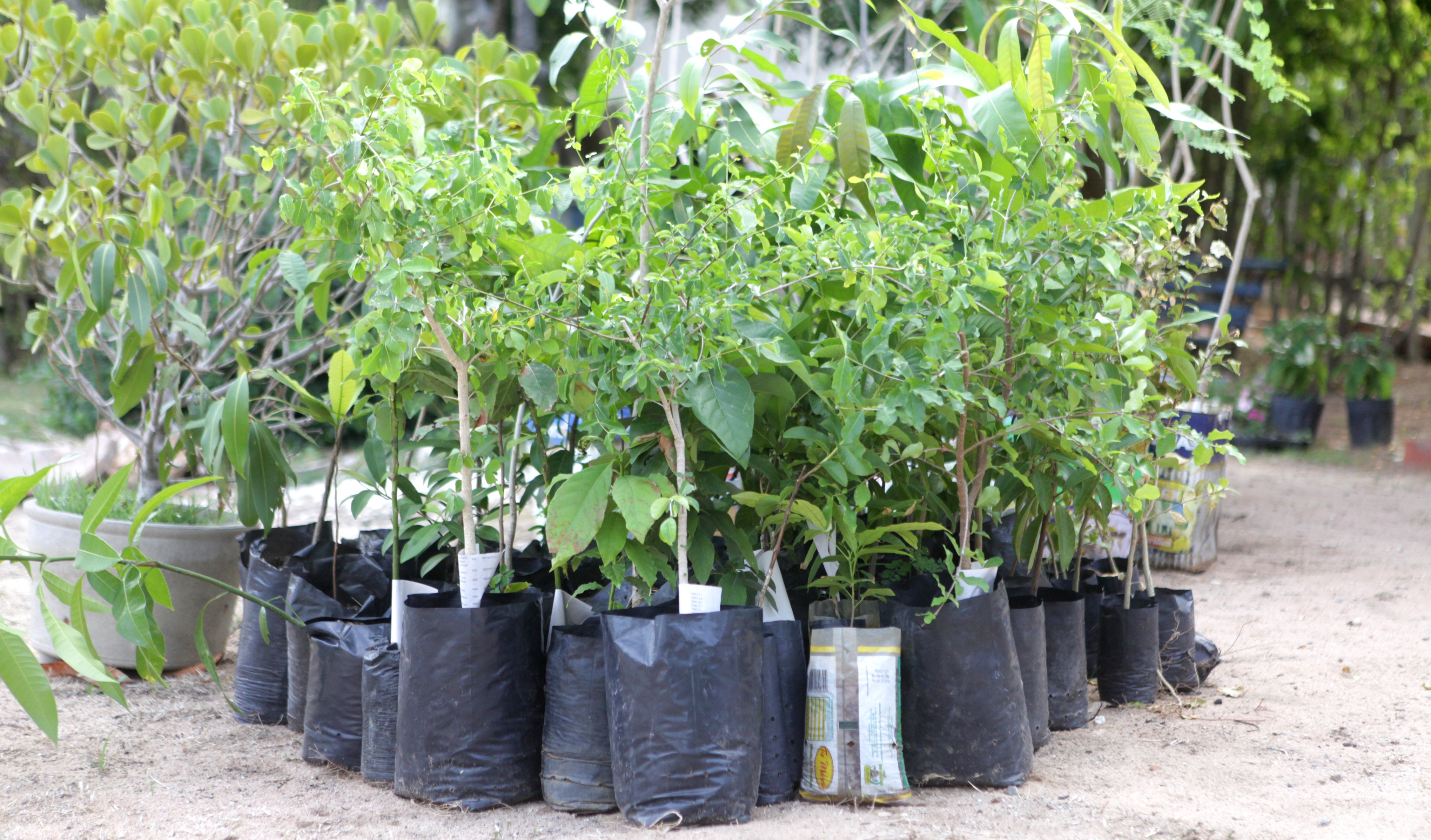 Fóruns Territoriais de Fortaleza - Fórun Territorial Aldeota, Meireles - Seuma e Cuca Ambiental realizam ação de plantio e distribuição de mudas no Parque Bisão