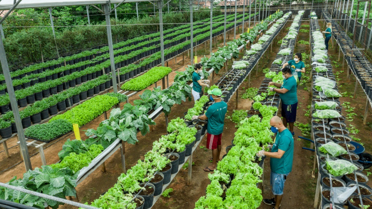 Fóruns Territoriais de Fortaleza - Fórun Territorial Conjunto Ceará I, Conjunto Ceará II e Genibau - Horta Social do Conjunto Ceará doa hortaliças a seis entidades beneficentes